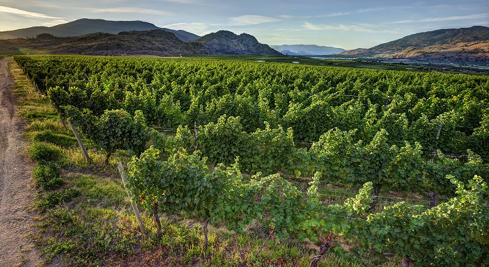 Becker-Vineyard Photo Lionel Trudel 2